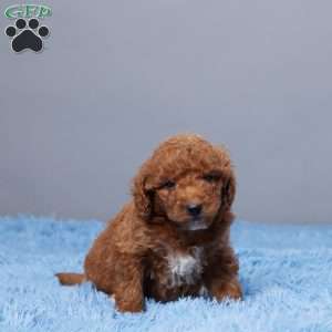 Chill, Goldendoodle Puppy